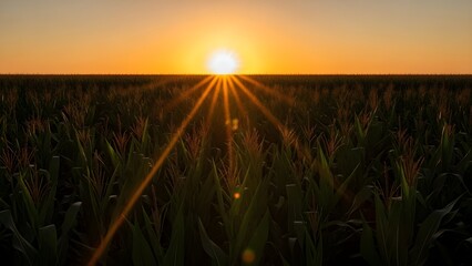 Golden hour sunset over a vast cornfield, rural farmland, peaceful agricultural scene, warm tones.