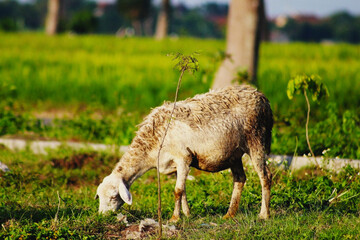 Sheep Grazing on Green Pasture in Rural Farmland