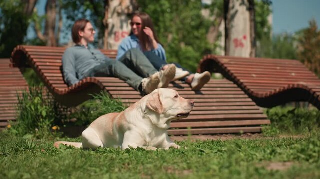 labrador and owners enjoying sunshine, loving couple shares quiet moment with their pet labrador outside, sunlit outdoor setting where couple and their labrador relax and converse peacefully