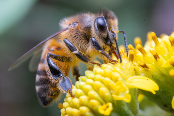 European honeybee (Apis mellifera) pollinating a yellow flower
