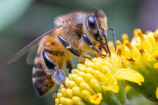 European honeybee (Apis mellifera) pollinating a yellow flower