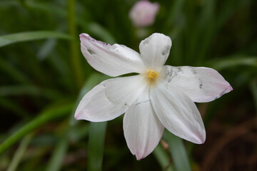 Fototapeta premium close up of a white rain lily flower
