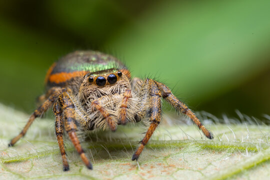 Golden green jumping spider (Paraphidippus aurantius) on a green leaf