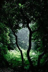 Fototapeta premium forest tree nature natural sky