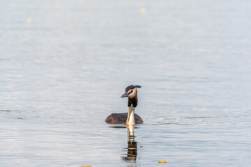 The waterfowl bird Great Crested Grebe swimming in the calm lake