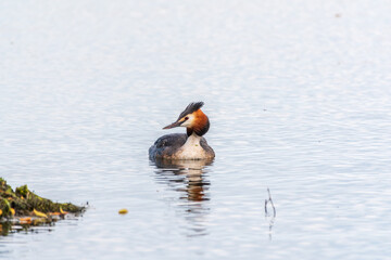 The waterfowl bird Great Crested Grebe swimming in the lake near its nest with eggs