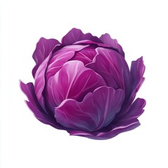 Obraz premium Vibrant Red Cabbage Vegetable With Layered Purple Leaves And Detailed Texture Isolated On White Background