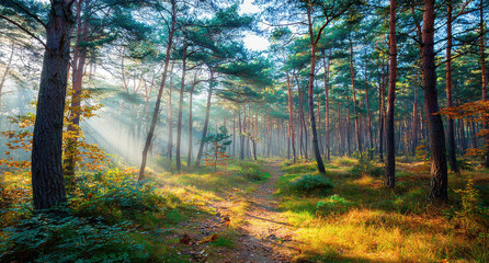 Fototapeta premium Sunlit Forest Pathway with Dense Foliage and Atmospheric Rays