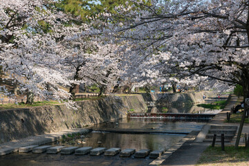 夙川河川敷の満開の桜
