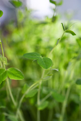 Fototapeta premium Close up of Fresh Dwarf Grey Sugar Peas Micro Greens