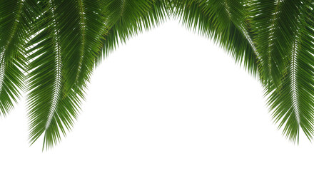 palm tree isolated on white
