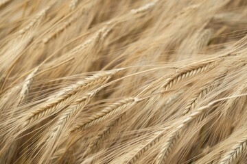 Dynamic texture of wheat field swaying in a gust of wind, showcasing the golden hues and intricate details of the grain surface