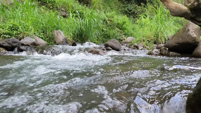 small river in the forest