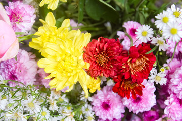 bouquet of chrysanthemums. flowers background. 