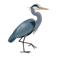great blue heron