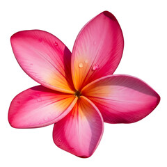 Fresh pink frangipani flower isolated on transparent background