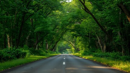 Fototapeta premium road in the forest