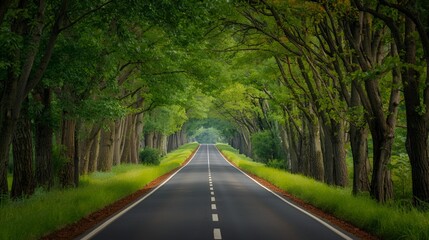 Obraz premium road in the forest