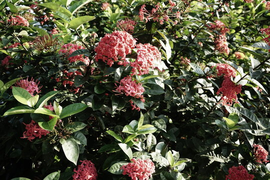 Original real photo full bloom red colour flower shrub botanical natural green leaves background