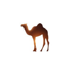 A camel standing alone on a white background at sunset