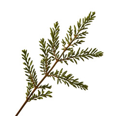 A close-up illustration of a sprig of fir branches with green needles against a white background