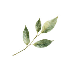 A serene branch with green leaves isolated on a white background