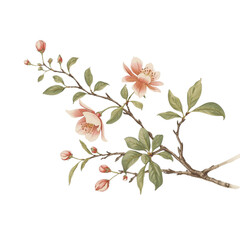 A branch with blooming flowers and buds on a white background