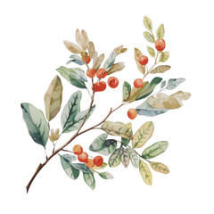 A watercolor illustration of a branch with green leaves and orange berries against a white background