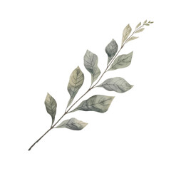 A serene branch with leaves isolated on a white background viewed from a straightforward perspective