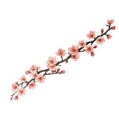 A delicate cherry blossom branch with pink flowers and buds isolated on white