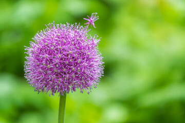Close-up of the inflorescence of the Rosenbachian onion, Allium rosenbachianum, blooming in the garden