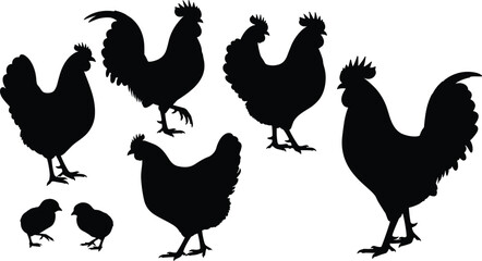 Set of vector black silhouettes of farm chickens including rooster, hen, and small chicks, isolated on white background for poultry industry design.
