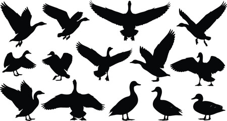 Set of vector black silhouettes of wild ducks and geese flying, flapping wings, and standing, isolated on white background for nature design. © MDMOSTAKIM