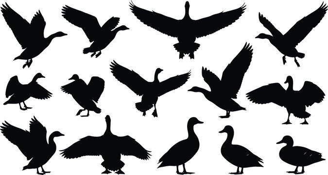 Set of vector black silhouettes of wild ducks and geese flying, flapping wings, and standing, isolated on white background for nature design.