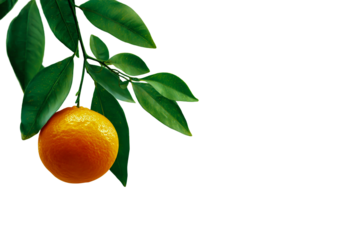 A fresh orange hangs from a branch with green leaves against a dark background