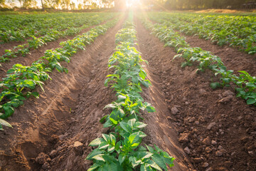 otato Farm Field with Young Green Plants Growing in Neat Soil Rows at Sunrise