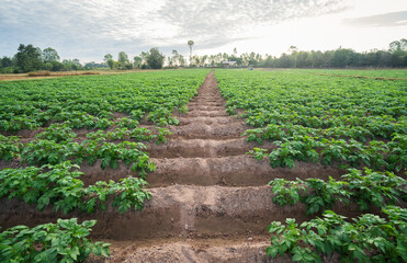 otato Farm Field with Young Green Plants Growing in Neat Soil Rows at Sunrise
