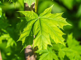 Spring branches of maple tree with fresh green leaves