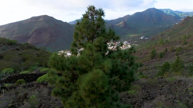 Pine tree on volcanic rocks hides Tamaimo village in Canary Islands