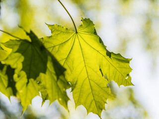 Spring branches of maple tree with fresh green leaves
