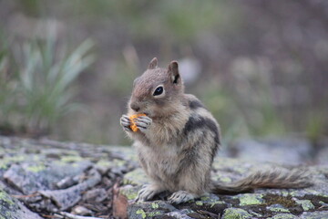 squirrel eating nut