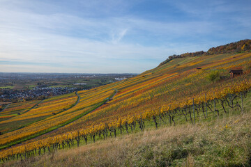 Naklejka premium Weinberge im Remstal bei Kleinheppach, Rems-Murr-Kreis zeigen sich im Herbst in ihrer ganzen Farbenpracht. Beim Sonnenuntergang werden die Weinberge von warmem, tief stehenden Sonnenlicht angestrahlt.