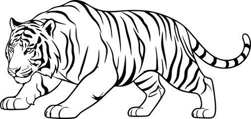 Black and White Tiger Illustration.