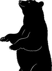 Black Bear Standing on Hind Legs.