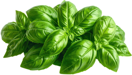 Lush green basil leaves clustered together, fresh and vibrant