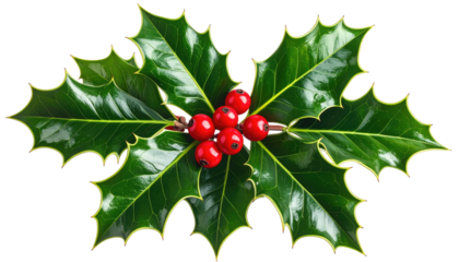 Close-up of glossy green holly leaves and red berries