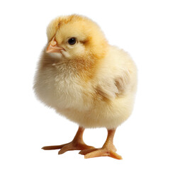 Obraz premium Baby chick standing isolated on transparent background.