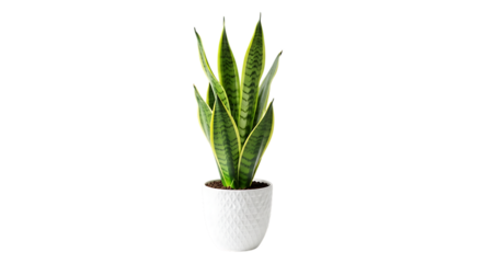 Tall green snake plant in a white pot a striking indoor foliage plant