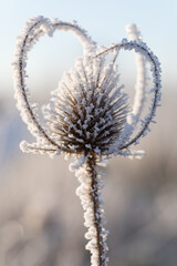 Eine beeindruckende Makroaufnahme der Wilden Karde (Dipsacus fullonum), die mit schimmerndem Eis überzogen ist und von der winterlichen Sonne angestrahlt wird. 