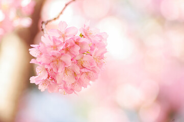 一房の満開の河津桜